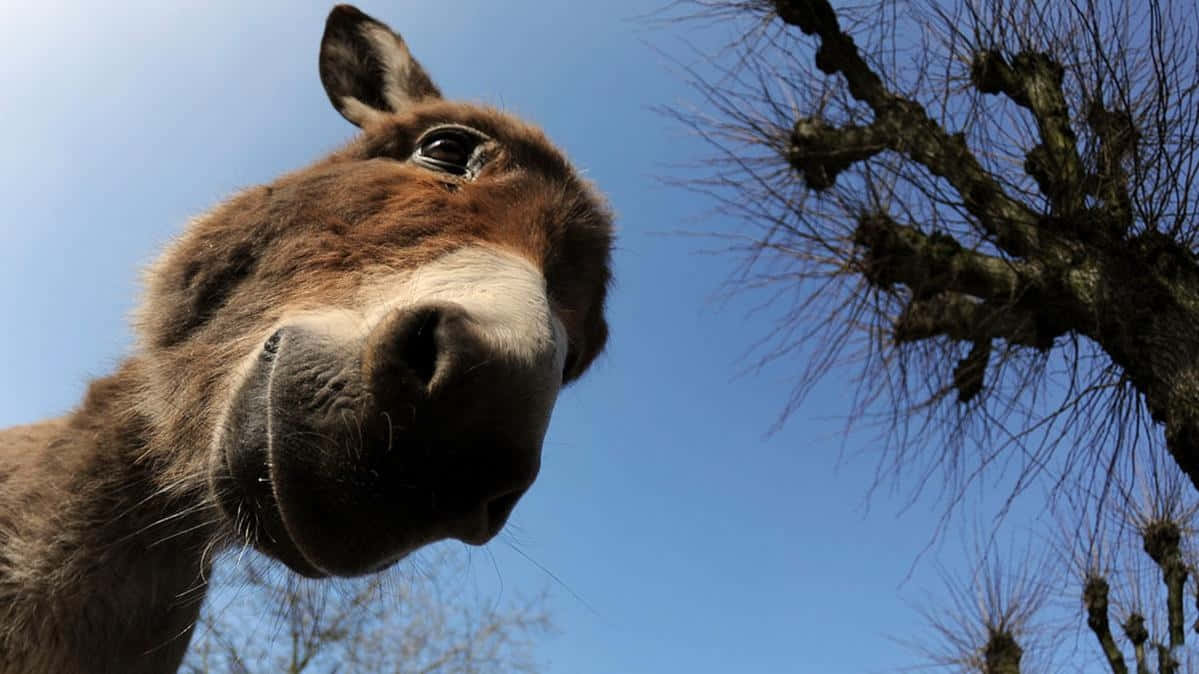 Download Donkey Pictures | Wallpapers.com