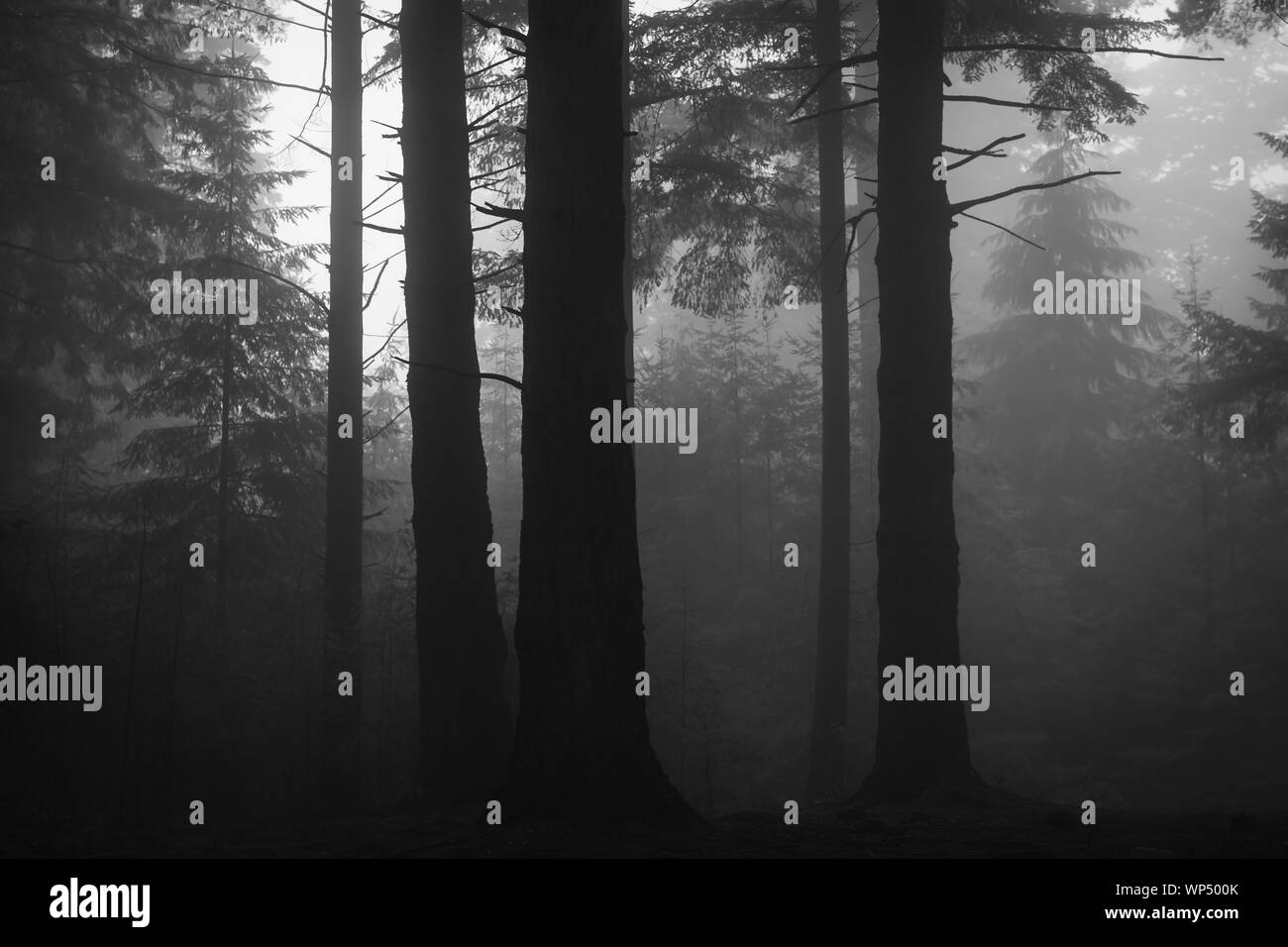 New forest hampshire woodland Black and White Stock Photos \u0026 Images - Alamy