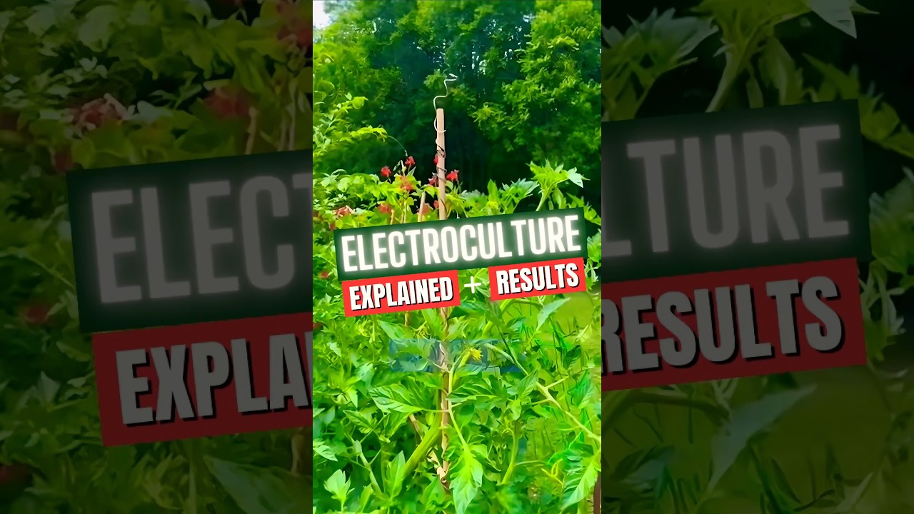 ELECTROCULTURE Explained + Results