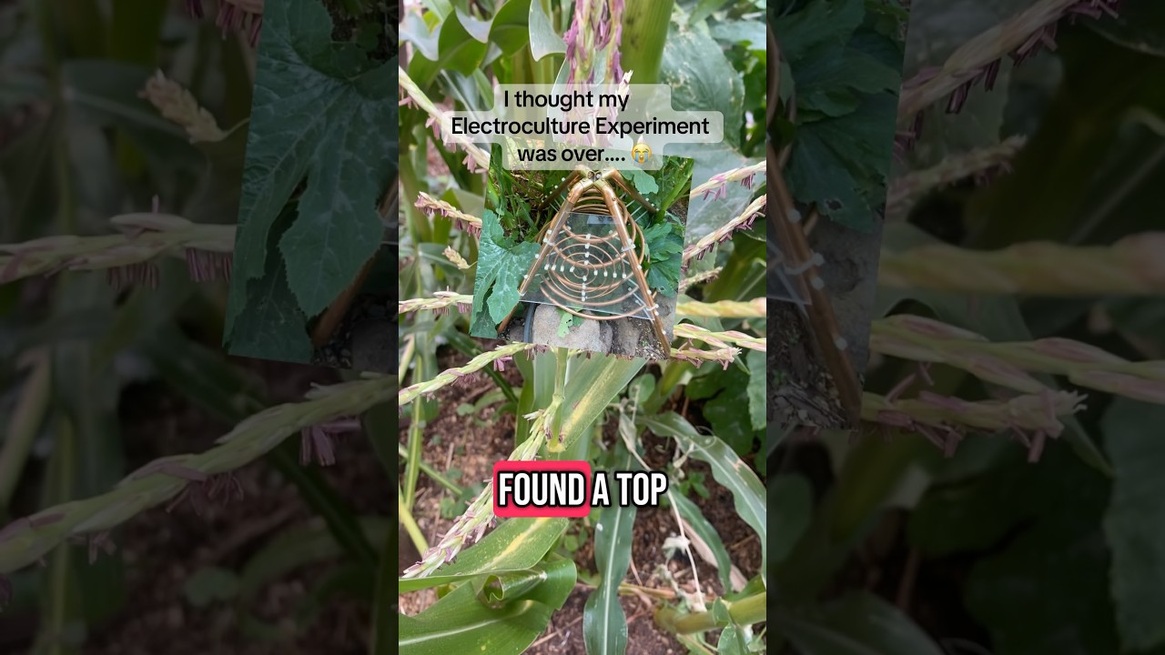 Electroculture Experiment! #electroculture #gardening
