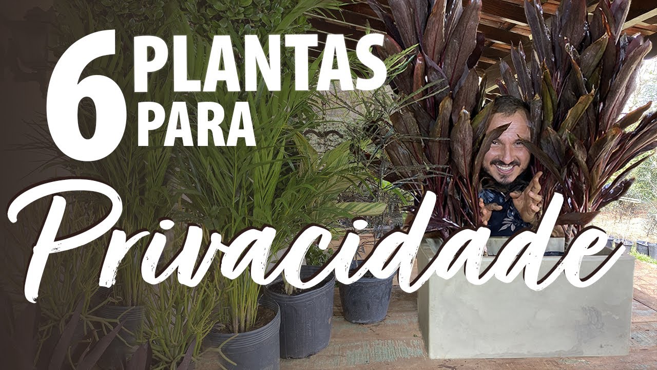 6 PLANTAS PARA PRIVACIDADE