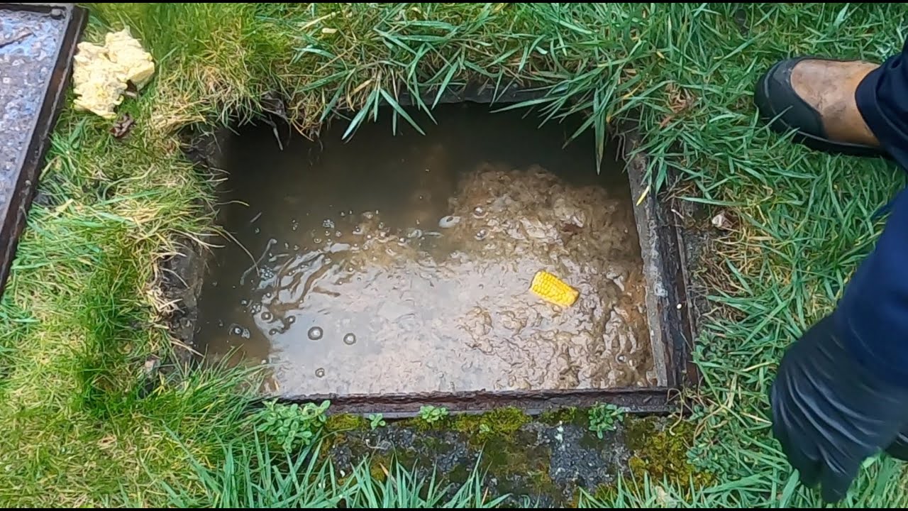 HUGE Sweetcorn Found In Manhole!!! Unbelievable!