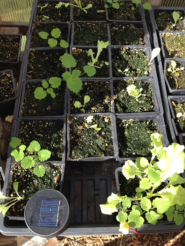 big jump in electrified lettuce +16 days