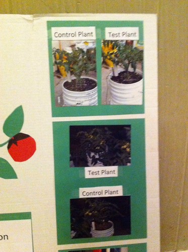 Lang's poster board of 1st tomato experiment
