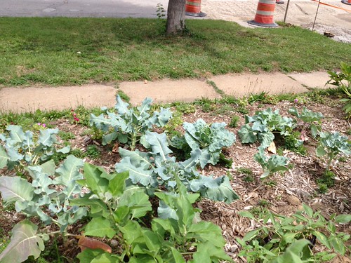 Electrified Perry Broccoli 2 - 2013