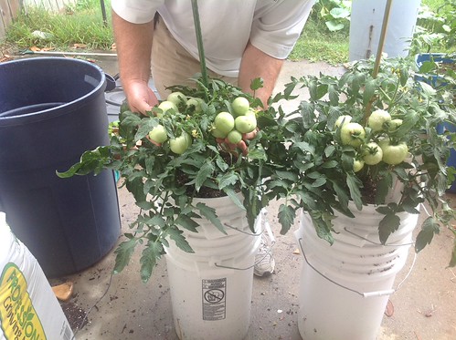 2013 Weber-Lang Tomato comparison photo