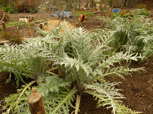We'll have artichokes soon !